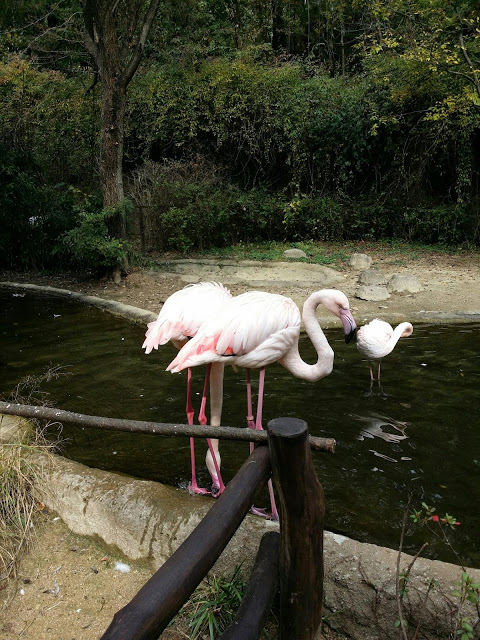 Розовые фламинго. Их лапки ну такие тонкие, как тростинки